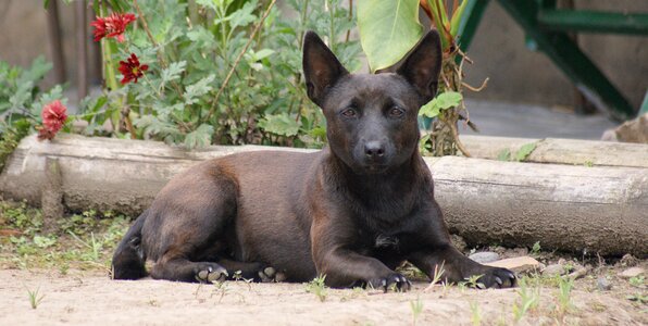 Fauna animal dog domestic