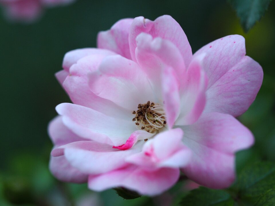 Nature background romantic