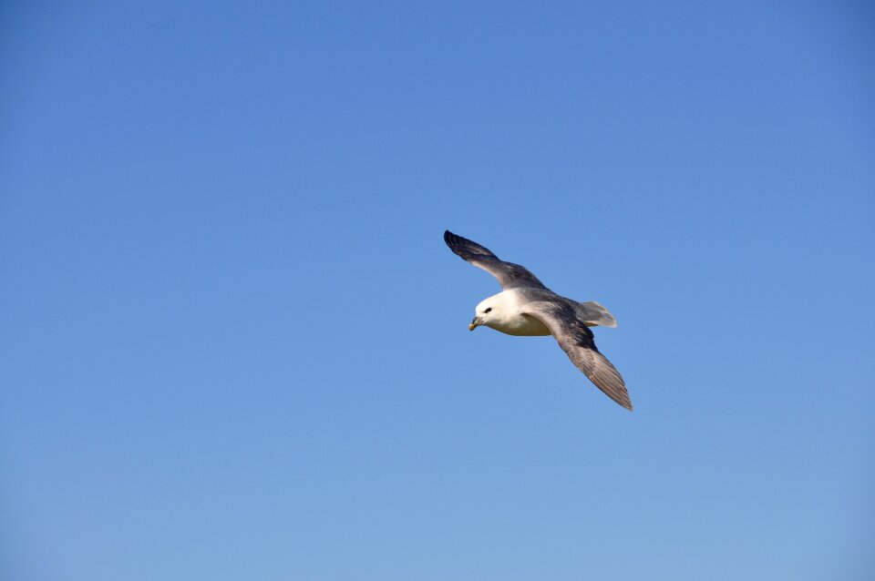 Flight wildlife sky