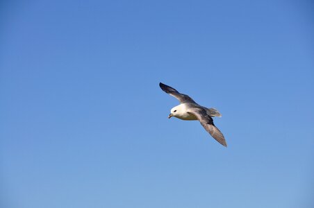 Flight wildlife sky photo