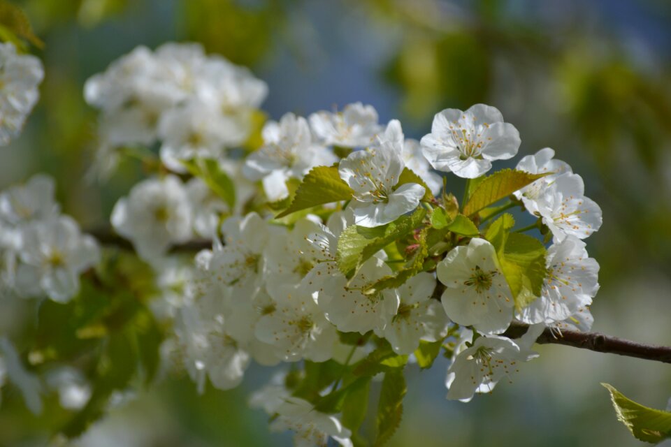 Season branch cherry