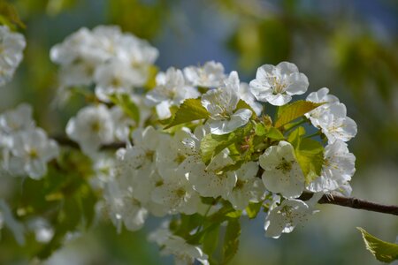 Season branch cherry photo