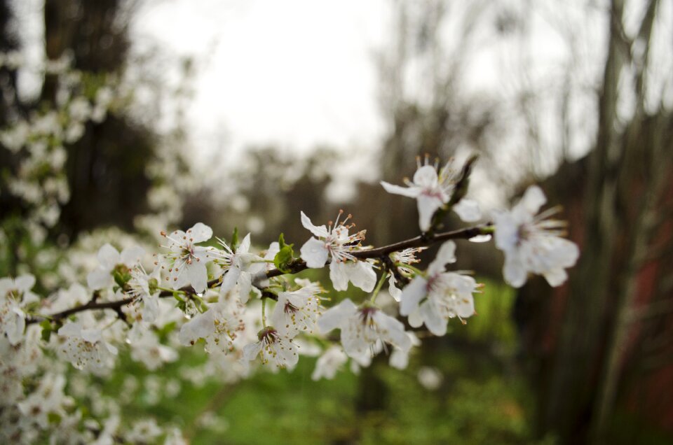 Flowers wet petals wet