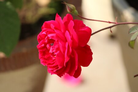 Plant floral blossom