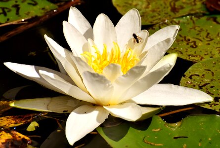 Teichplanze pond flower