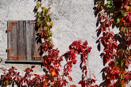 Leaves fall foliage red photo