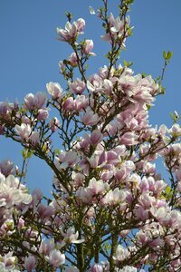 Branch nature magnolia photo