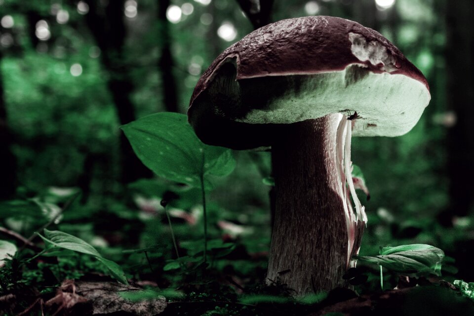 Wood outdoors wild