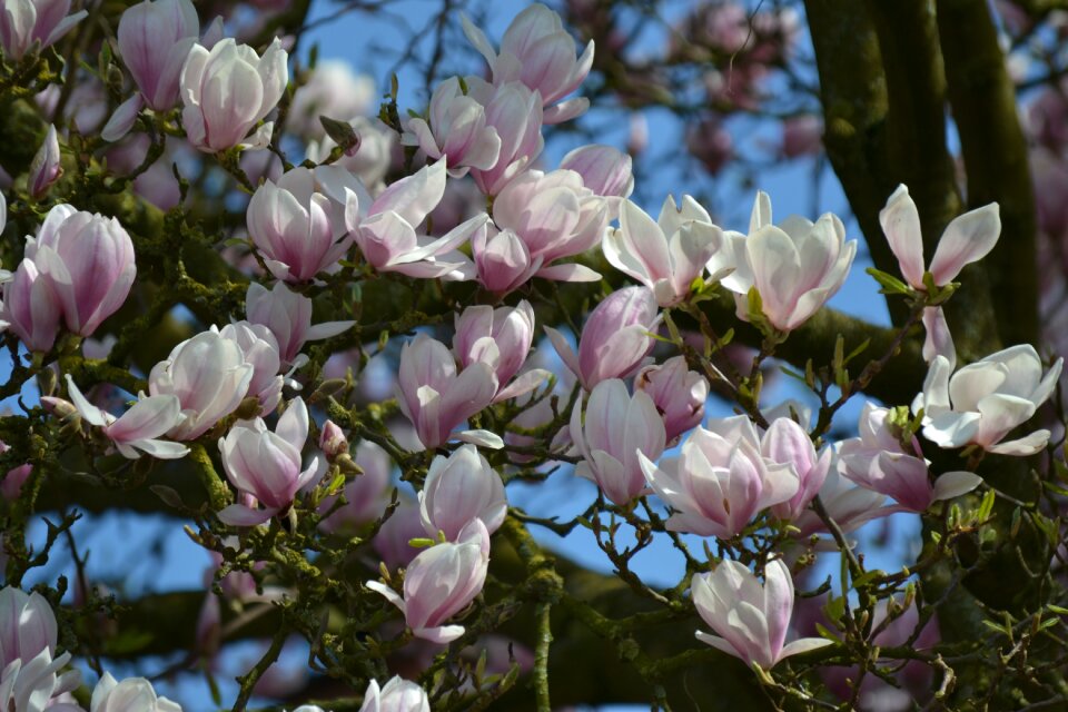 Branch garden flowers
