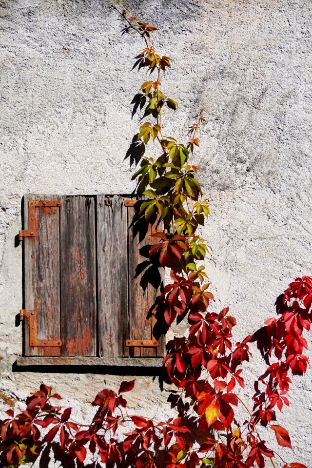 Leaves fall foliage red