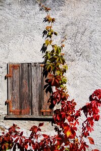 Leaves fall foliage red photo