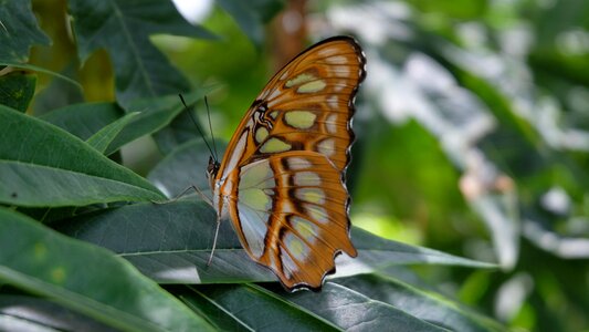 Butterfly sanctuary nicaragua