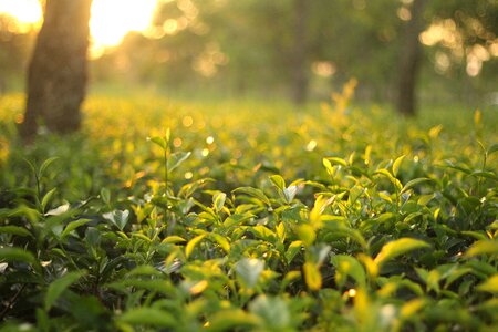 Leaf summer tea