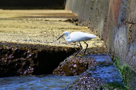 Waterside wild birds egret photo