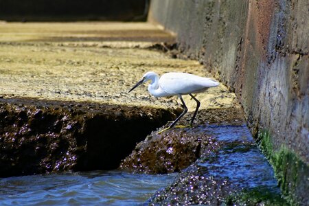 Waterside wild birds egret