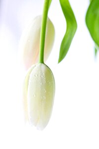 Spring flowers flower