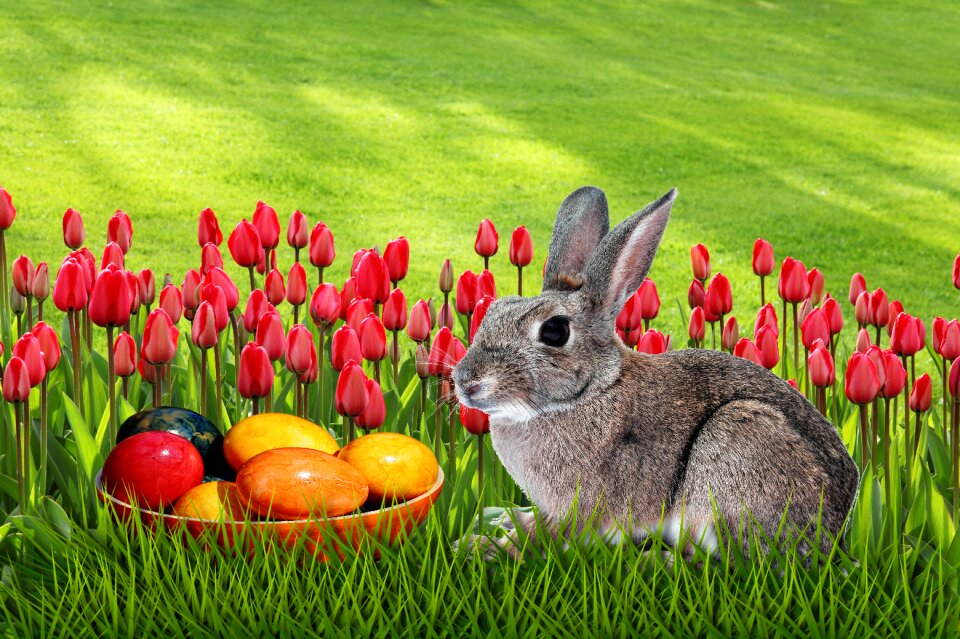 Easter meadow nature