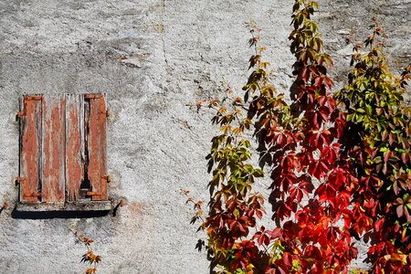 Leaves fall foliage red photo