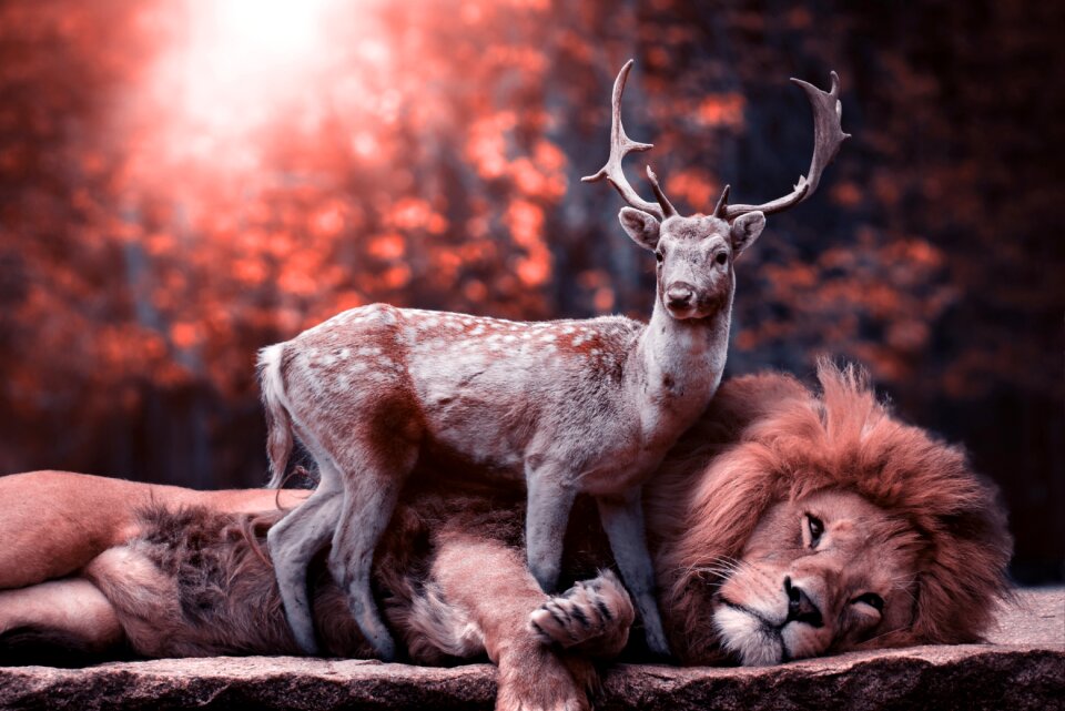 Nature animal animal world