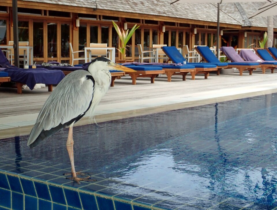 Outdoors swimming bird