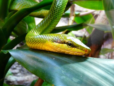 Snake green mamba green photo