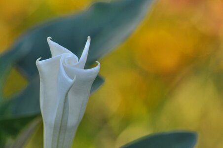 Floral blossom petal