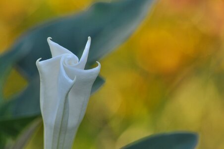 Floral blossom petal photo