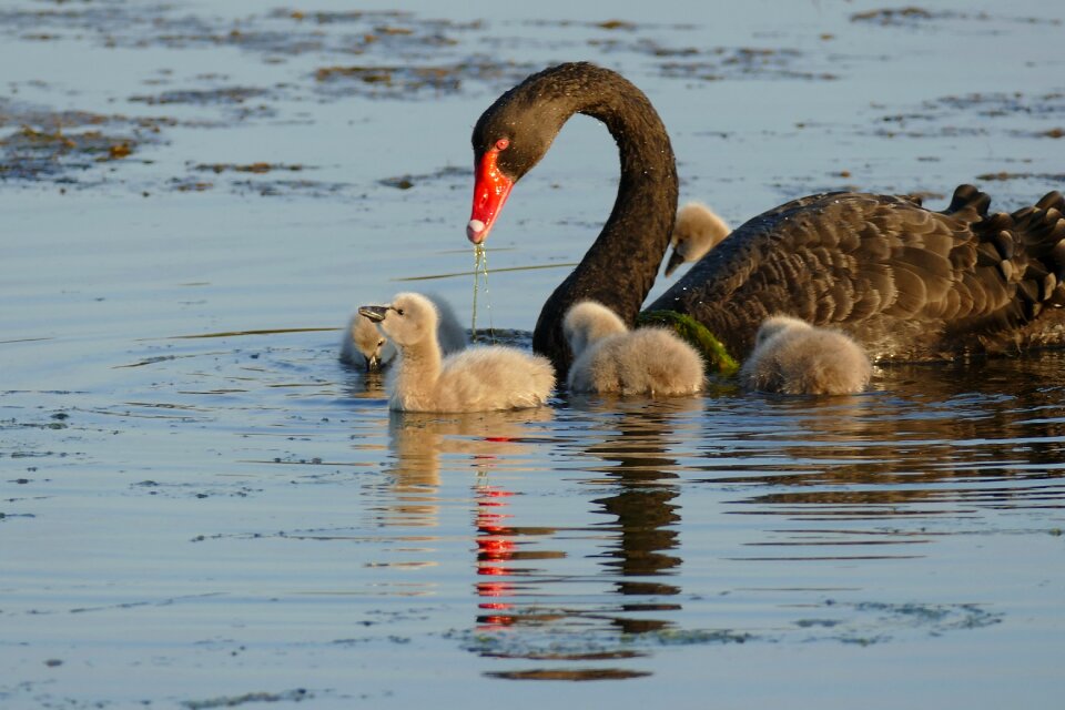 Swan cygnets swimming