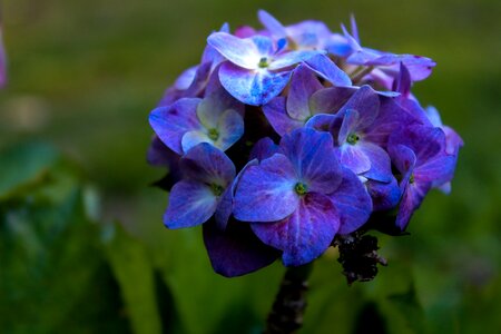 Plant outdoors hortensia photo