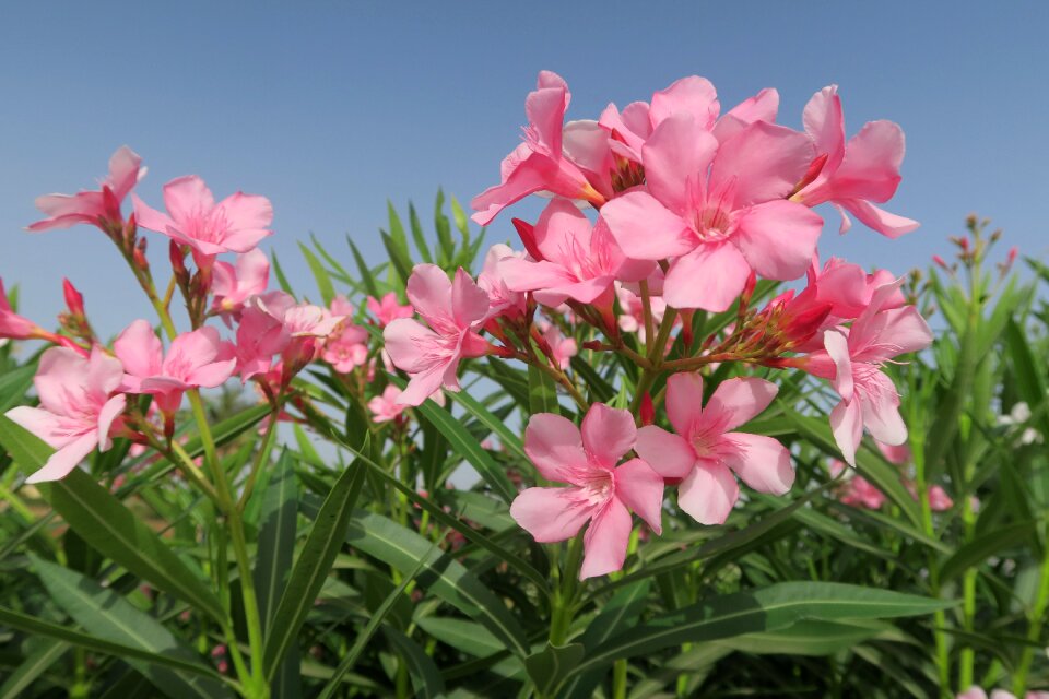 Summer garden oleander