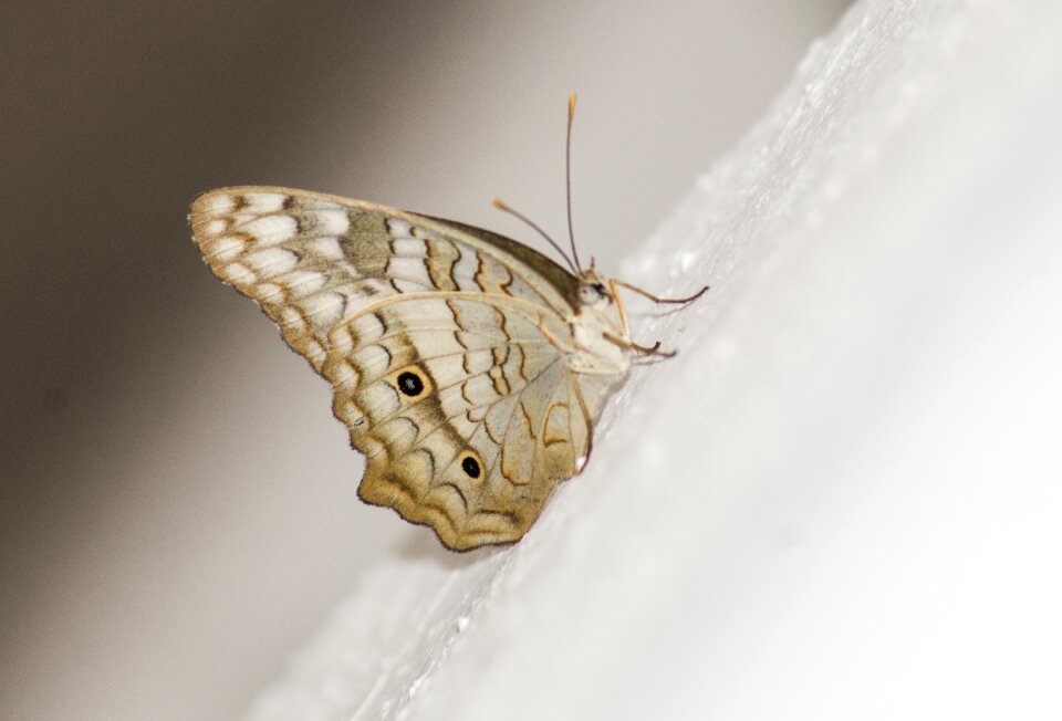 Bug fly brown butterfly