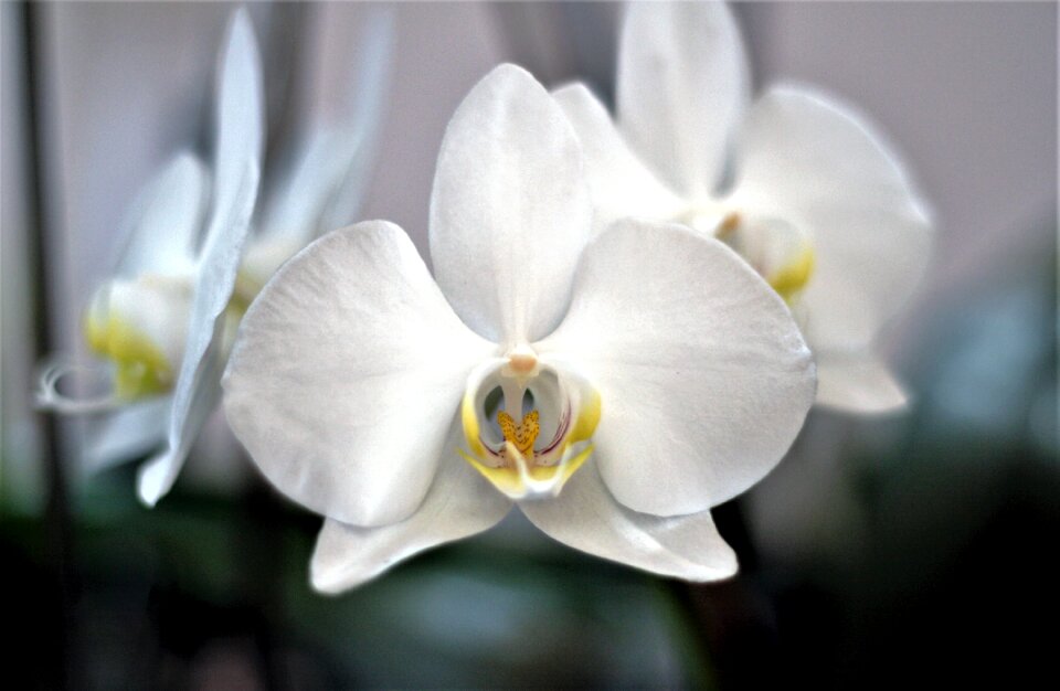 Nature flowers petal