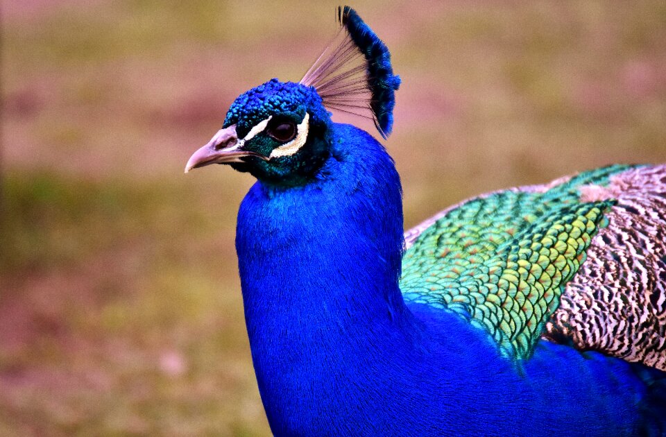 Animal pride colorful