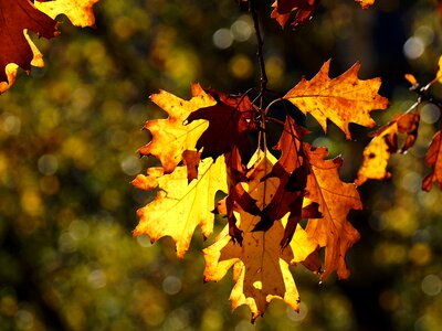 Leaves fall color yellow photo