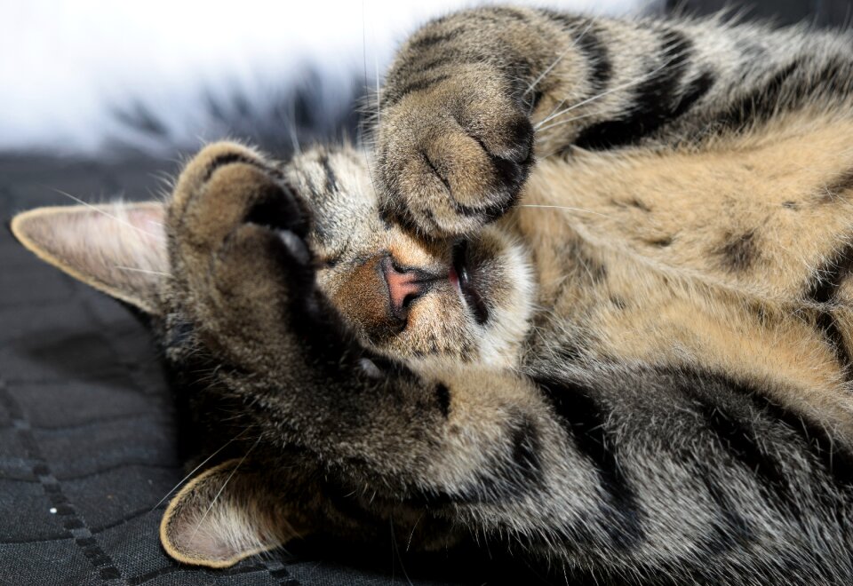 Fur animal world cute