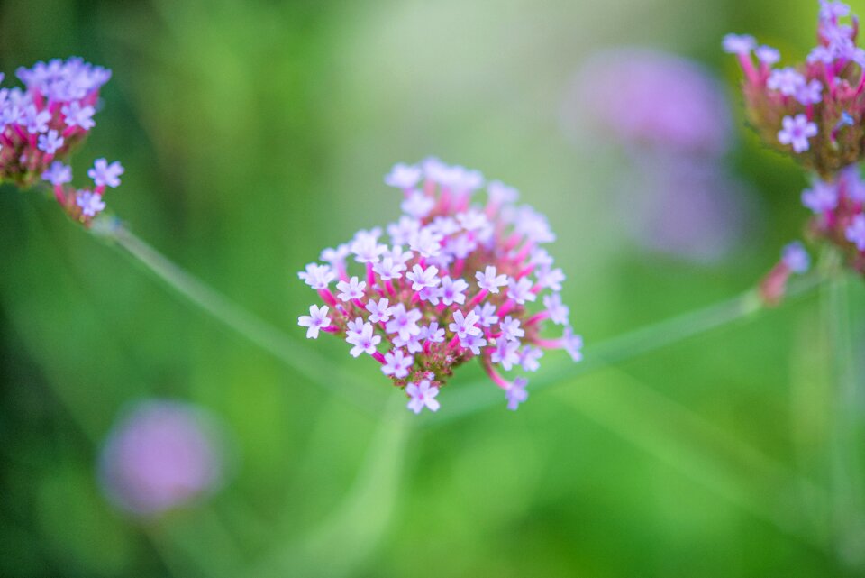 Nature purple flowers purple flower