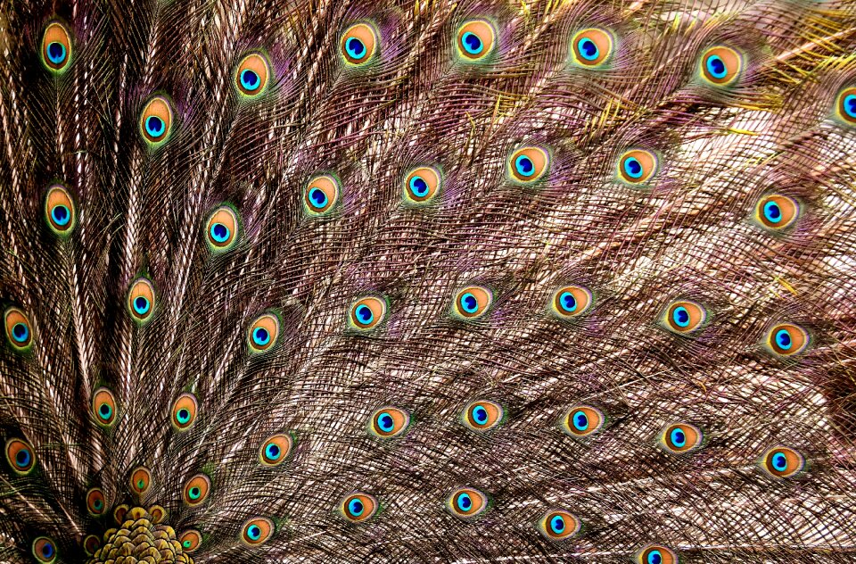 Iridescent animal pride