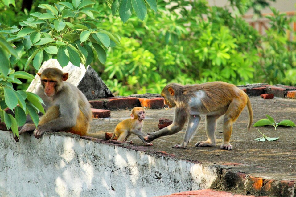 Animal nature primate