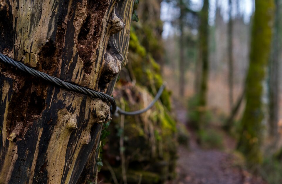 Environment forest path log