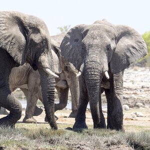 African bush elephant national park wild elephants photo