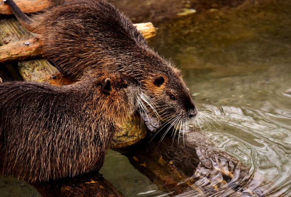Splashing animal world animal