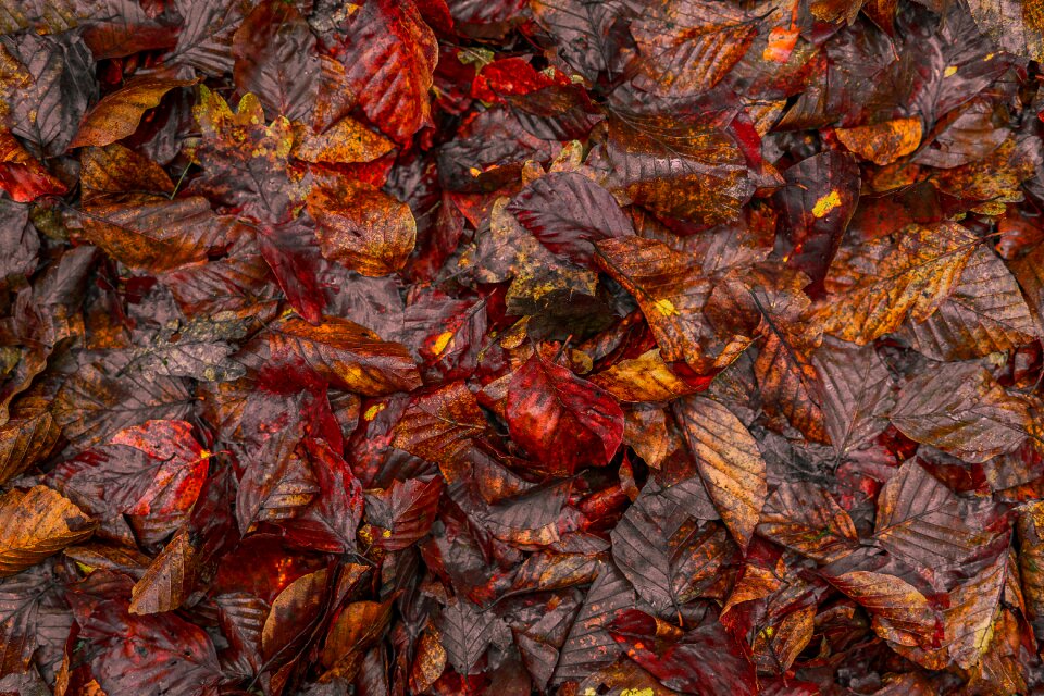 Nature close up background texture