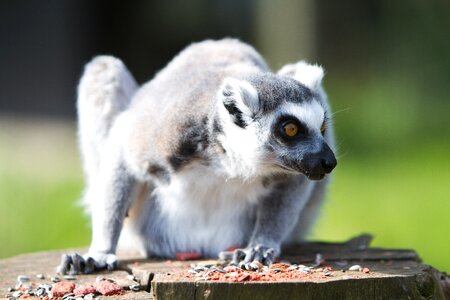 Zoo mammal ring-tailed photo