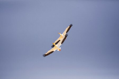 Animal blue sky