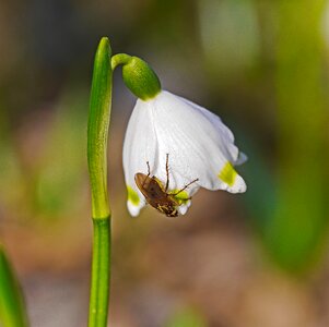 Beetle spring flower