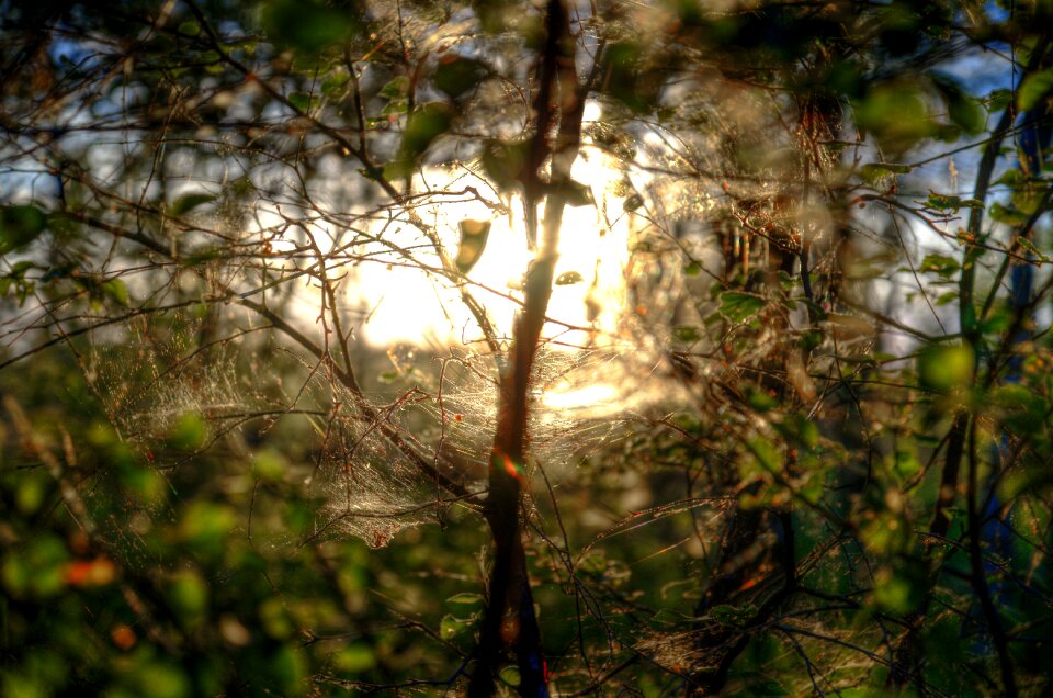 Sun light forest