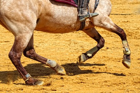 Sport horse jumper