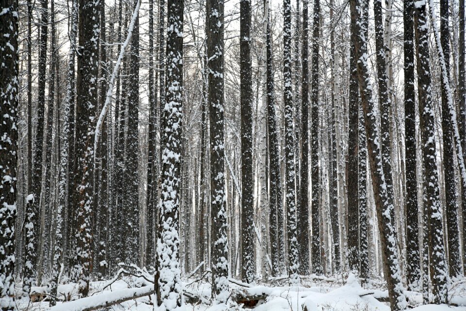 Larch trunks thicket