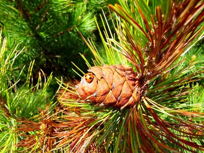 Tipster insects autumn