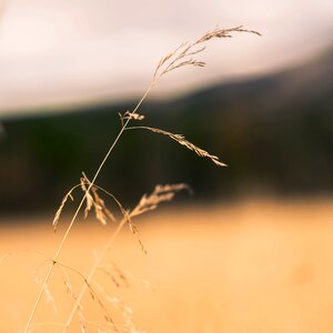 Withered reed sunshine
